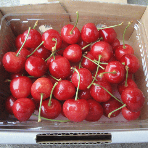 【生産農家厳選品】【クール便配達】山形県産さくらんぼ（紅秀峰）500gバラ詰め(特...