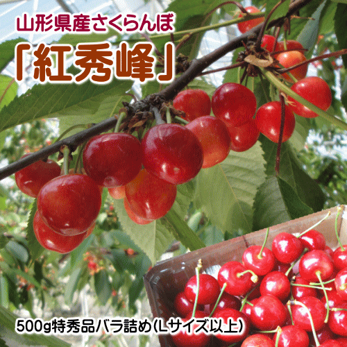 【生産農家厳選品】【クール便配達】山形県産さくらんぼ（紅秀峰）500gバラ詰め（...
