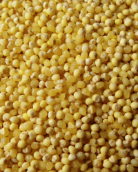 もちきび(無農薬栽培)200g※メール便でのお届けとなります。