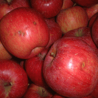 ちょっと訳有りだからお買得!サンふじりんご10kg【送料無料(※但し、九州は200円、沖縄県・離島へのお届けの場合は、別途送料が500円かかります)】