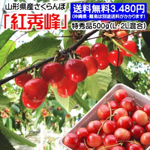 【生産農家厳選品】さくらんぼ（紅秀峰）500gバラ詰め（特秀品/L・2Lサイズ混合）【但し、沖縄県・一部離島へのお届けは別途送料が500円かかります】