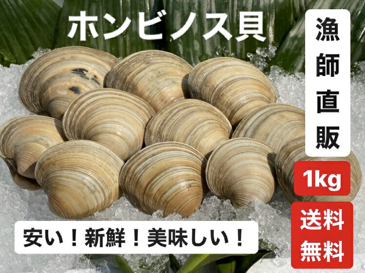 1kg【送料無料】漁師直接！だから新鮮！どこよりも安い！　ホンビノス貝　 ふっくらと肉厚でおいしいダシがたっぷり…