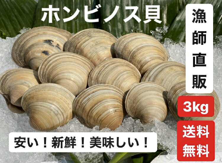 3kg【送料無料】漁師直送！だから新鮮！どこよりも安い！　ホンビノス貝　 ふっくらと肉厚でおいしいダシがたっぷり！バーベキューに！酒蒸しに！ 1