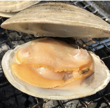 10kg【送料無料】漁師直送!だから新鮮!どこよりも安い!千葉県産 活ホンビノス貝 ふっくらと肉厚でおいしいダシがたっぷり!バーベキューに!酒蒸しに!