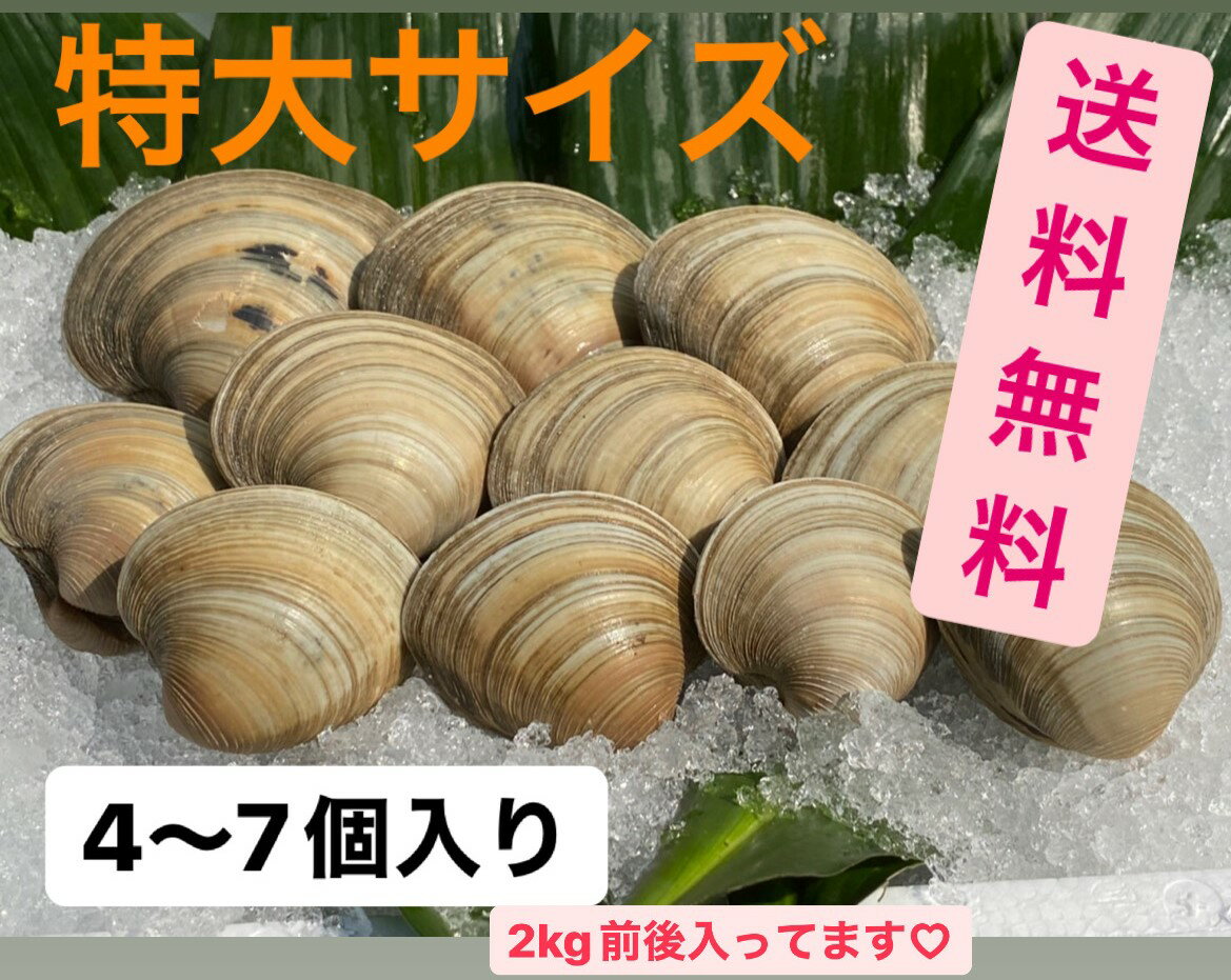 ★特別価格★【送料無料】超特大‼️ ホンビノス貝2kg （4個〜7個入）幻サイズ‼️漁師直送！新鮮！ ...