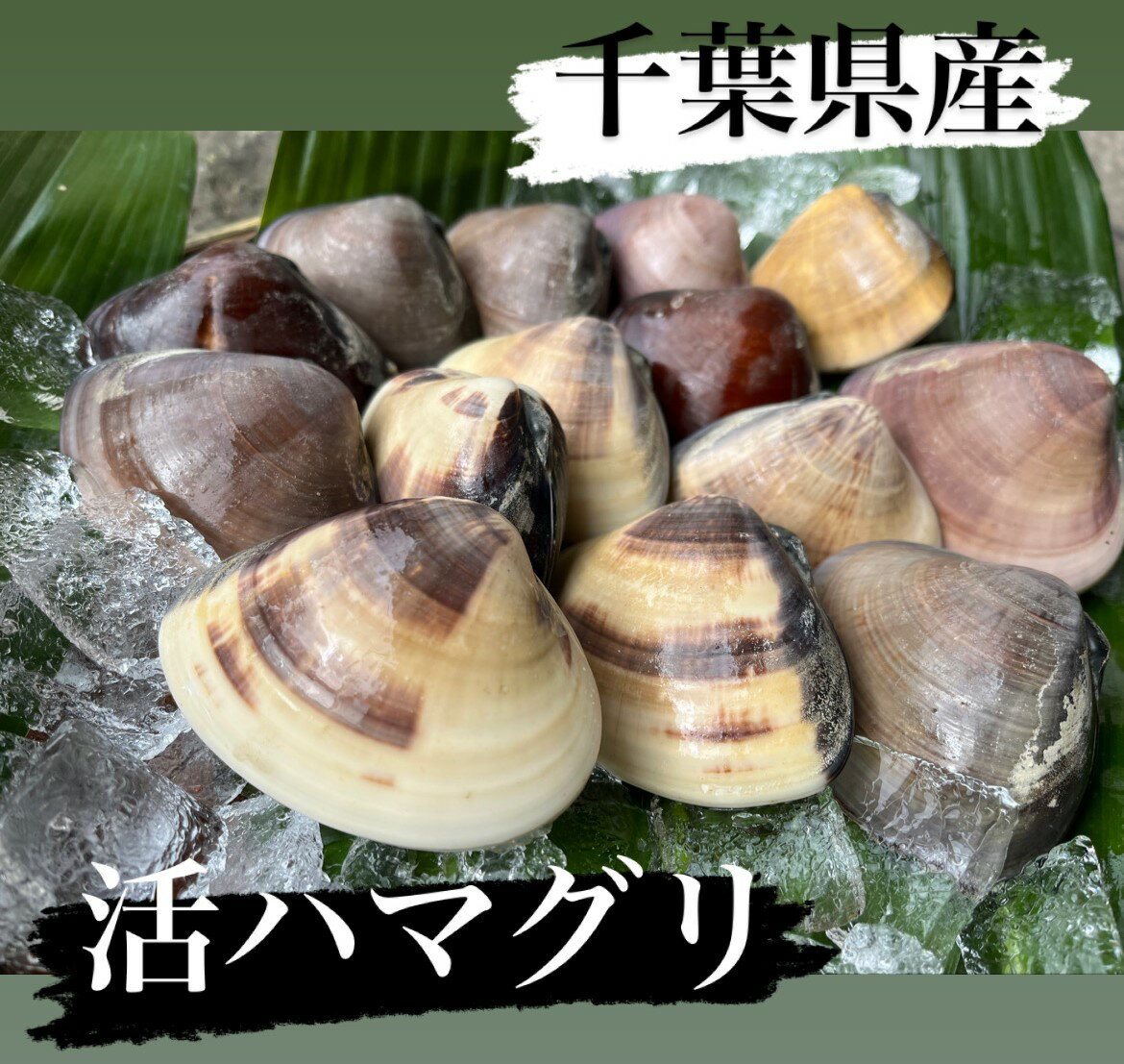 千葉県産　活ハマグリ★☆1kg入　　　蛤/はまぐり　天然！！　お試し小サイズ！漁師直送だからできる破格のお値段！！のサムネイル