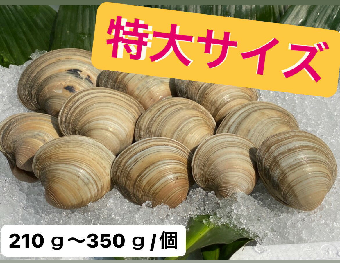 2kg【送料無料】　3Lホンビノス貝　【210～350g／個】2kg入り　　※写真の個数とは異なります