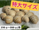 【送料無料】 3L ホンビノス貝 【210~350g/個】 産地直送!どこよりも安く!!※写真の個数とは異なります
