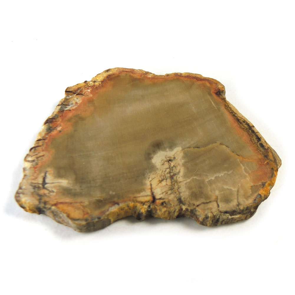 【クーポンで10%OFF】ペトリファイドウッド 原石 産地 マダガスカル Petrified Wood 珪化木 化石木 ウッドストーン シリリファイドウッド 天然石 鉱物 1点もの 現品撮影 WOP-141