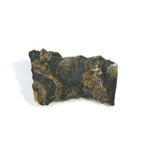 【クーポンで10%OFF】原核生物 シアノバクテリア(ストロマトライト)化石 cyanobacteria 1点もの 現品撮影 SIA-16