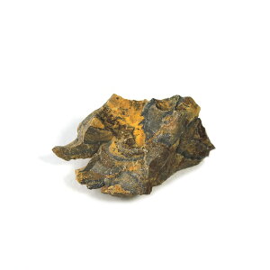 【クーポンで10%OFF】原核生物 シアノバクテリア(ストロマトライト)化石 cyanobacteria 1点もの 現品撮影 SIA-17