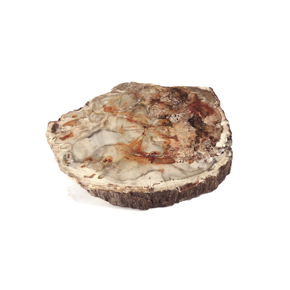 【クーポンで10%OFF】ペトリファイドウッド 原石 産地 マダガスカル Petrified Wood 珪化木 化石木 ウッドストーン シリリファイドウッド 天然石 鉱物 1点もの 現品撮影 WOP-175