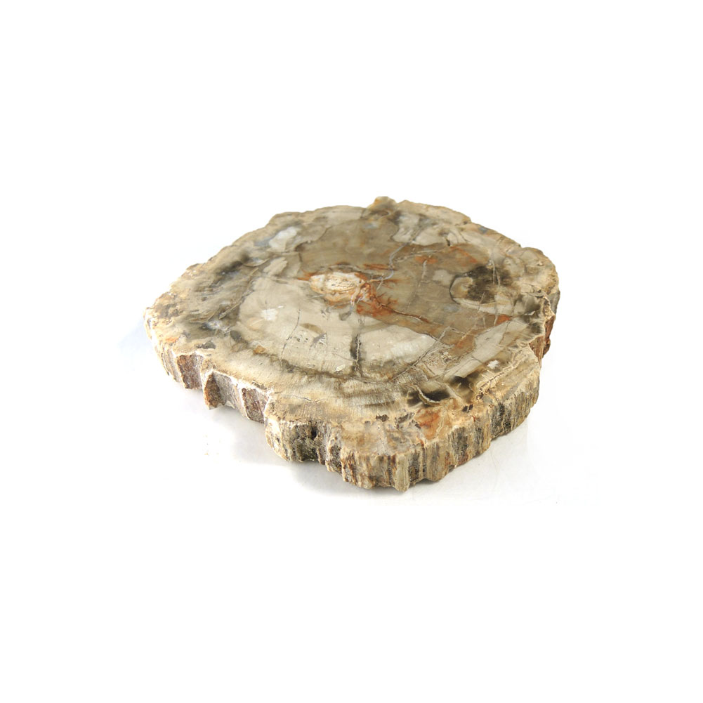 【クーポンで10%OFF】ペトリファイドウッド 原石 産地 マダガスカル Petrified Wood 珪化木 化石木 ウッドストーン シリリファイドウッド 天然石 鉱物 1点もの 現品撮影 WOP-180