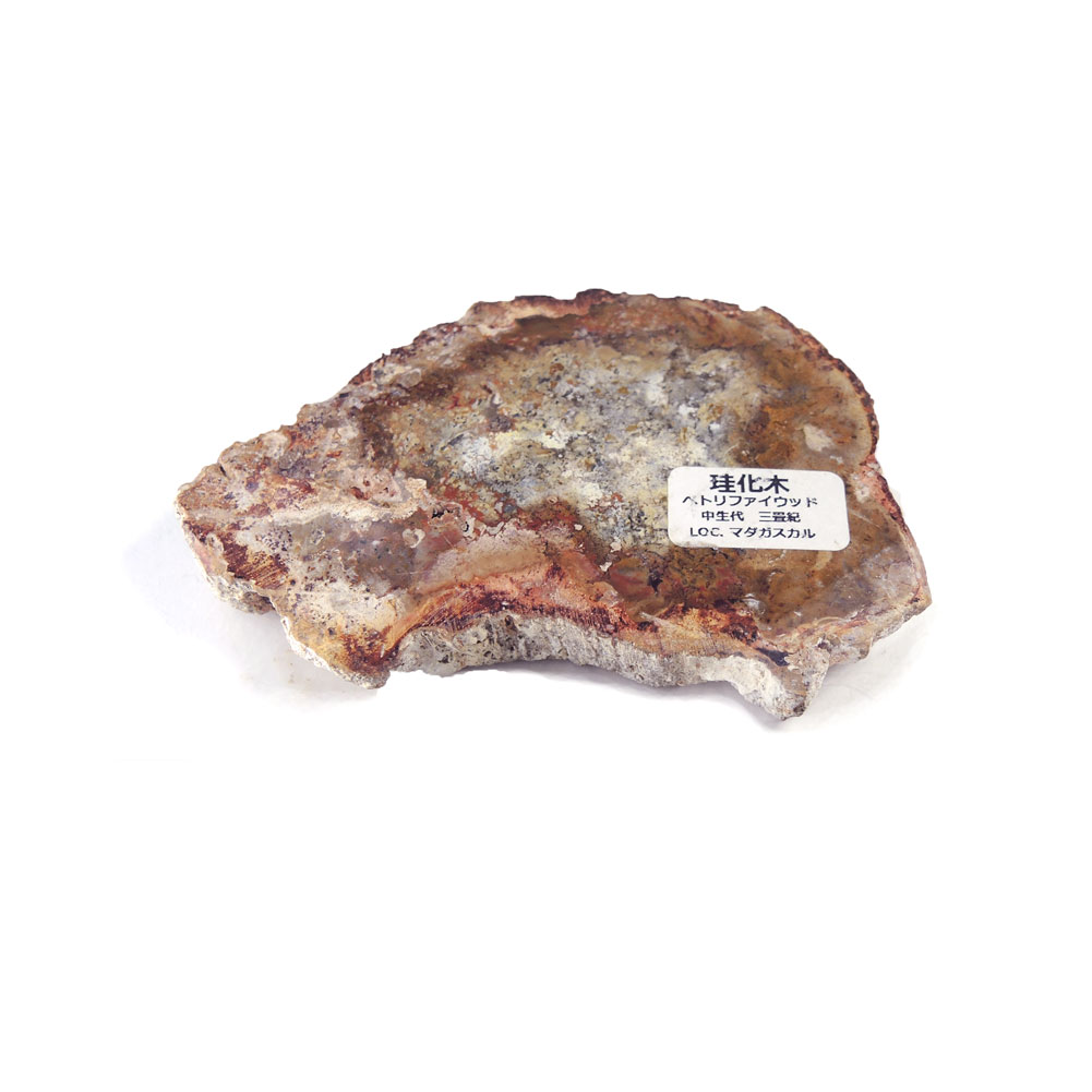 【クーポンで10%OFF】ペトリファイドウッド 原石 産地 マダガスカル Petrified Wood 珪化木 化石木 ウッドストーン シリリファイドウッド 天然石 鉱物 1点もの 現品撮影 WOP-182