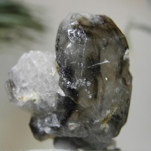 メール便送料無料 モレラ スモーキークォーツ MMR-7