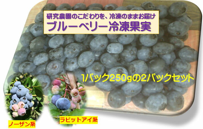 研究農園のこだわりを、冷凍のままお届け。好きな時に、好きなだけ楽しめる、大容量の冷凍ブルーベリー。スムージー、ヨーグルト、パンケーキなど、様々な料理にも使えます。ノーザンハイブッシュ系とラビットアイ系が各250g入りの2パックセットです。