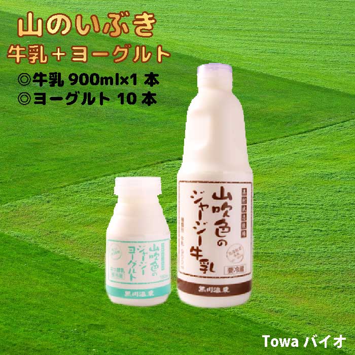 山のいぶき　牛乳＆ヨーグルトセット｜熊本阿蘇、小国町・高村武志牧場｜黒川温泉｜ゴールデンミルク｜【山吹色のジャージー牛乳900ml×..