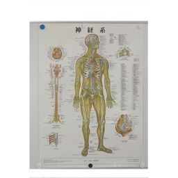 神経系　ポスター　86×62cm 医道の日本社
