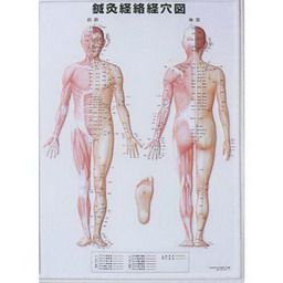 3D鍼灸経路経穴図(2枚セット)　サイズ:縦74×横54cm 医道の日本社