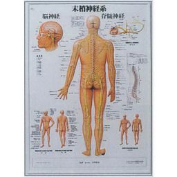 3D人体チャート(末梢神経系)　74×54cm 医道の日本社