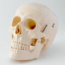 頭蓋骨模型 標準型（2分解） トワテック
