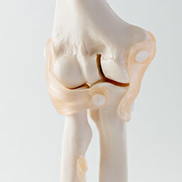 肘関節模型 トワテックの紹介画像3