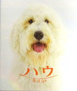 【中古】【映画パンフレット】 ハウ HAW 監督 犬童一心 出演 田中圭、池田エライザ、野間口徹、渡辺真起子、長澤樹