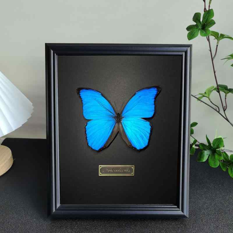 標本 相框 木製 DIY 手作り 昆虫 押し花 フレーム 写真立て 卓上 額縁 装飾 リビング 寝室