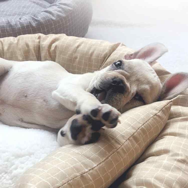 ペット用ベッド 犬猫用ベッド 猫ハウス 犬小屋 クッション 柔らかい 綿布 春夏秋冬 快適 暖かい グレー