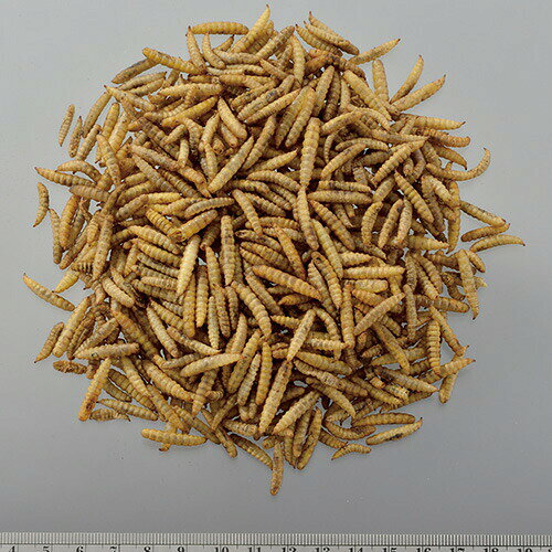 バグプレミアム 100g GEX(ジェックス) 爬虫類 昆虫食 雑食性 エサ フード アメリカ...