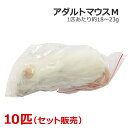 冷凍 アダルトマウス Mサイズ 10匹(4)