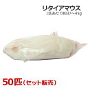冷凍 リタイアマウス 50匹