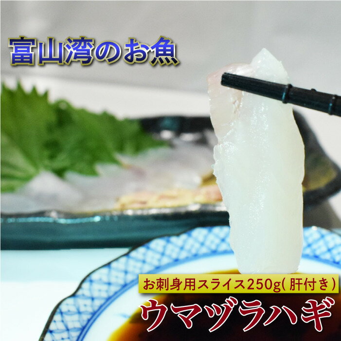 【送料無料】富山県産天然ウマヅラハギ 肝つき 刺身用 約250g 大きめ2〜3尾 | カワハギ 刺身 肝 ウマヅラハギ ウマズラハギ ウマヅラ