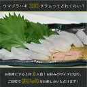 【送料無料】富山県産天然ウマヅラハギ 肝つき！(刺身用) 約250g(大きめ2〜3尾) | カワハギ 刺身 肝 ウマヅラハギ ウマズラハギ ウマヅラ 2