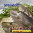 【送料無料】富山県産天然ウマヅラハギ 肝つき！魚体 合計約1kg分(大きめ2〜3尾) | カワハギ 刺身 肝 ウマヅラハギ ウマズラハギ ウマヅラ