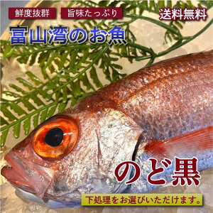 【送料無料】富山県産天然のど黒 アラ付き！魚体 合計約300g分(1〜2尾)|のど黒 刺身 のどぐろ ノドグロ 赤ムツ グルメ ギフト プレゼント