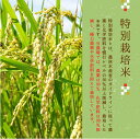 ≪ライスヒル≫ 令和5年産 特別栽培米 こしひかり【白米 5kg】富山県産 2
