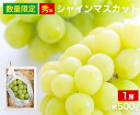 【送料無料】シャインマスカット 秀品 1房 約500g山梨県 福岡県 鳥取県 皮ごと 種なし ぶどう ブドウ 葡萄 シャイン マスカット セット 家庭用 贈り物...