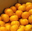 【送料無料】【大容量 赤秀 約10kg】和歌山県産 有田みかん【 JAありだ 贈答用 お歳暮 贈り物 ギフト 進物 自宅用 お歳暮 フルーツ お取り寄せ うまい 果物】