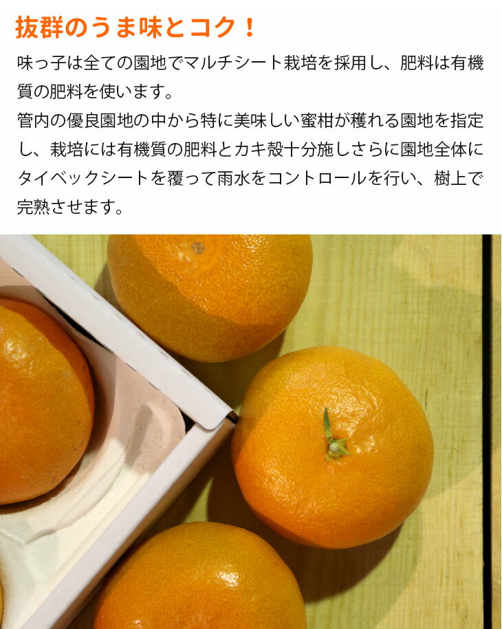 【送料無料】長崎県産 ハウスみかん 味っ子 L~2Lサイズ 15-20個【 長崎県 家庭用 みかん ミカン こたつ 蜜柑 柑橘 リッチ 贈り物 贈答 お祝い お返し 母の日 父の日 お中元 ギフト フルーツ お取り寄せ 果物 39ショップ 】