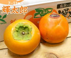 【送料無料】輝太郎 鳥取県産柿【贈答用 約3kg・7〜11個入】【鳥取県 柿 ジューシー 子ども 甘い 甘柿 早生柿 新品種 ジューシー 家庭用 自宅用 贈り物 贈答 お祝い お返し お歳暮 種なし 少量 核家族 ギフト フルーツ お取り寄せ うまい 美味しい なめらか 果物】
