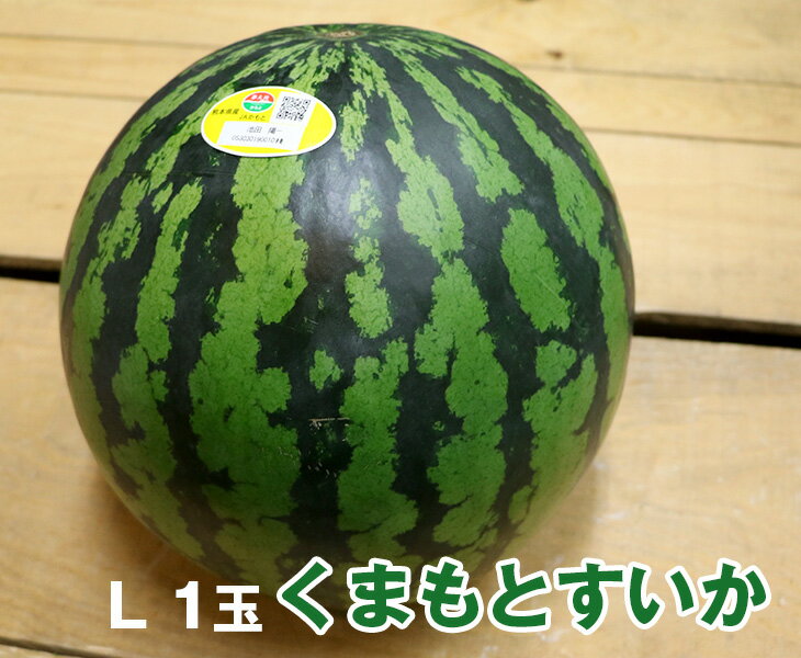 【送料無料】熊本県産 熊本すいか【 L 1玉 】【国産 熊本 熊本産 スイカ すいか Lサイズ お中元 西瓜 高級 プレゼント 夏 スイカ割り 海 プレミアム 特別 高級 ギフト 贈り物 贈答 フルーツ お取り寄せ うまい 果物】