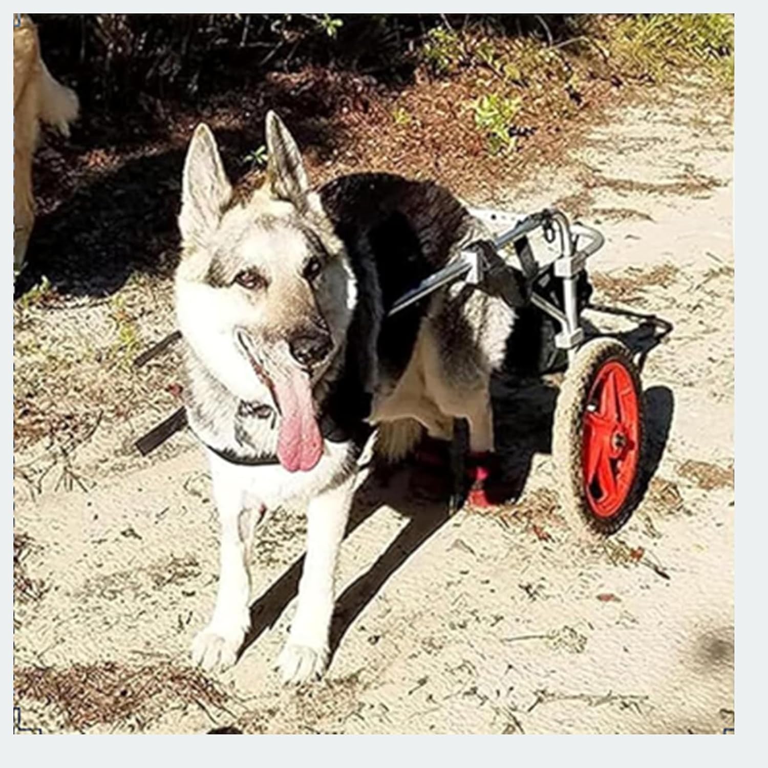 犬用後足車椅子、調節可能なペットリハビリテーションウォーカー、ペット用車椅子ウォーカー、大型犬に..