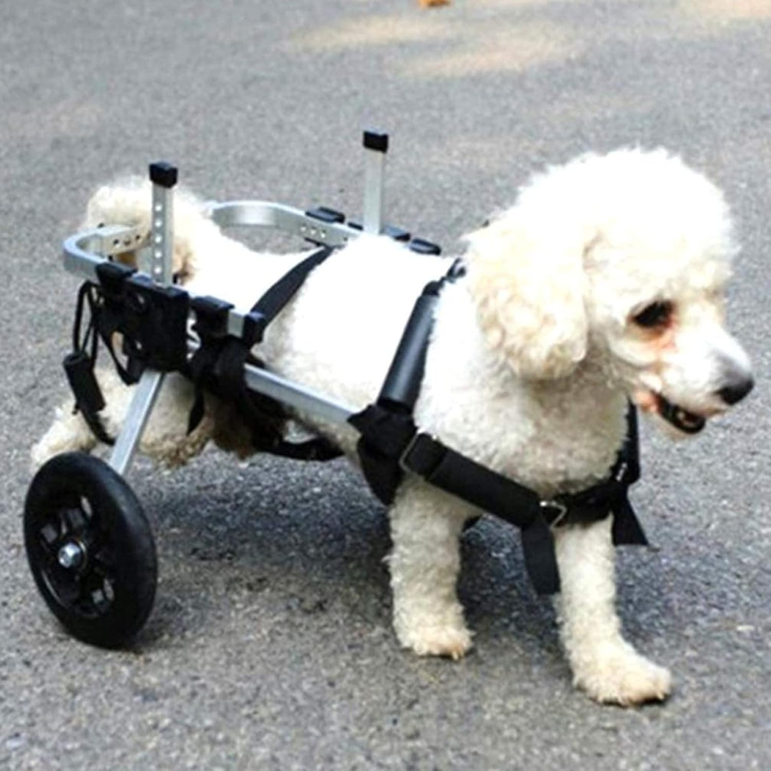 調節可能な2輪ペット用車椅子、後足リハビリ用ペットリハビリカート、後足に障害のある犬や猫用のトレ..