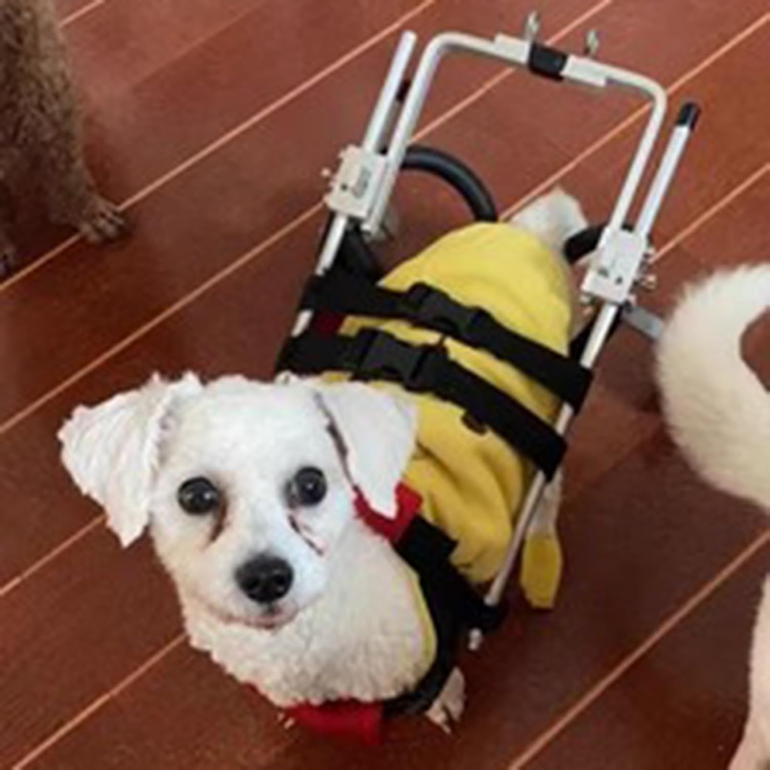 犬用車いす 後ろ足用の小型犬車椅子、 折りたたみ可能な調整可能なホイールローリングサポートツール、..