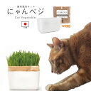 【新鮮な猫草作り】猫草 栽培 キット 2パック入り 簡単 土いらず 日本製 有田焼 猫 ねこ ネコ おなか 健康 排泄 栄養補給 ペット おやつ ストレス発散 エン麦 愛猫 倒れない ベランダ ガーデニング 緑 グリーン その1