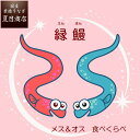 業界初! オス & メス うなぎ 選べる 蒲焼き or 白焼き 中大131-154g×2尾 約2人前 送料無料 国産 愛知県産 専門店 39(サンキュー)ショッ...