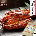 敬老の日 プレゼント ギフトうなぎ 鰻 ウナギ 蒲焼き 155-167g×3尾 大サイズ 大盛3人前 送料無料 国産 愛知県産 専門店 お中元 敬老の日 暑中御見舞 残暑御見舞 誕生日 食べ物 真空パック 贈り物 内祝い 60代 70代 80代 孫