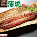 うなぎ蒲焼き 特大181-210g×4尾 約7人前 送料無料