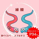 \期間限定!WエントリーでP34%→実質4,555円/ 業界初! オス & メス うなぎ 選べる 蒲焼き or 白焼き 縁鰻 中大131-154g×2尾 約2人前 送料無料 国産 愛知県産 専門店 お中元 暑中御見舞 誕生日 プレゼント 食べ物 真空パック 贈り物 内祝い ギフト